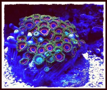Zoas.jpg
