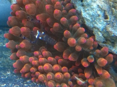 anemone.JPG