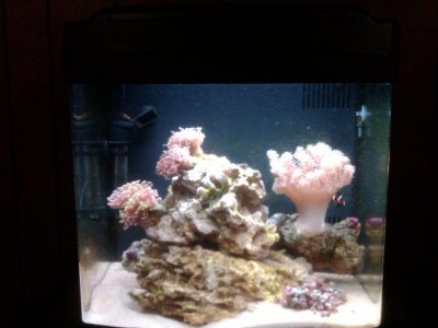 IMG00249-20110327-1622.jpg