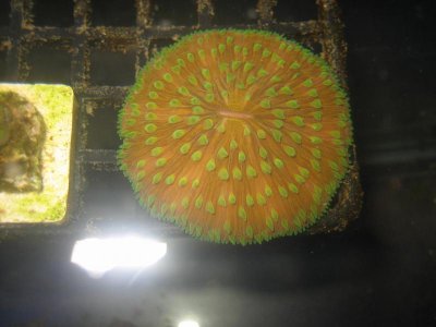 Sunset Fungia 2.jpg