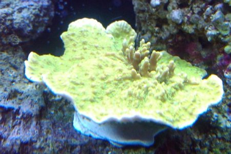 2011-03-20 18.37.15.jpg