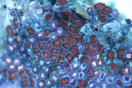 zoanthids 5.1103.JPG