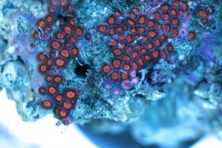 orange and blue zoanthids.1117.jpg