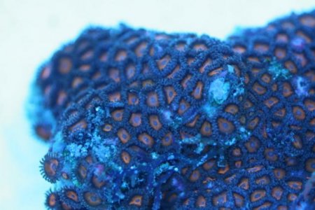 orange zoanthids colony.901.jpg