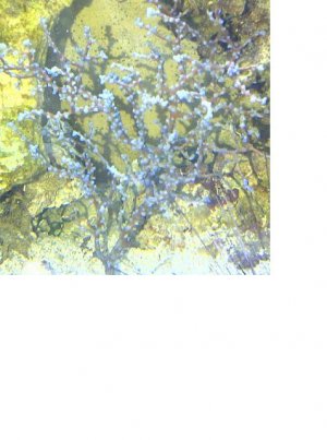 seafan1.JPG