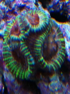Tyree Mayan Sun Favia2-2011 (19).jpg