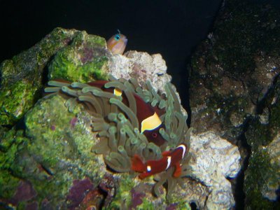 Saltwatertank 045.jpg