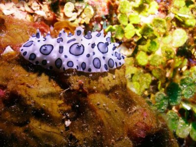 nudibranch.jpg