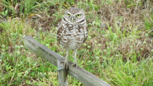 burrowing owl.jpg