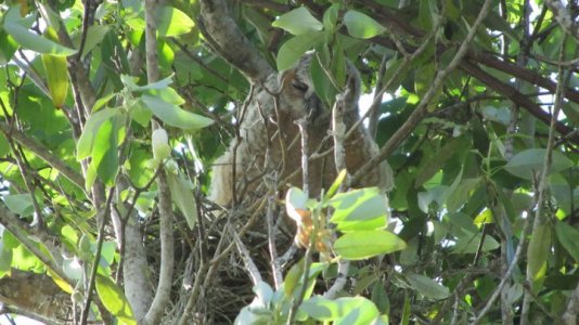 baby  owl.jpg