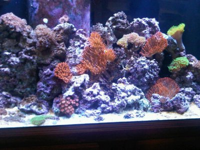tank pic.jpg