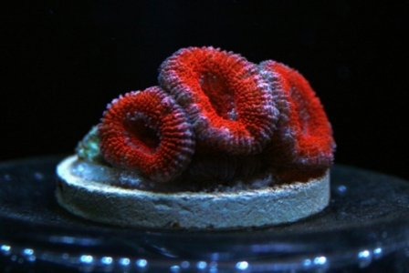 acan1small.JPG