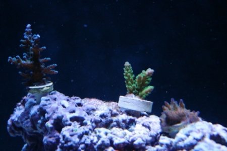 SPS island small.JPG