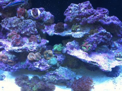 acan.jpg