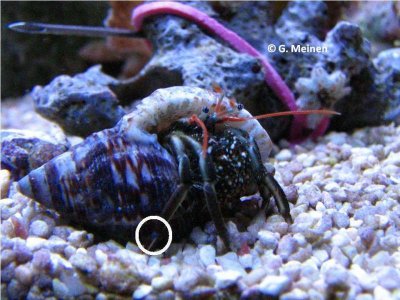 Clibanarius sp. (1).jpg