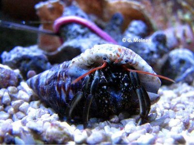 Clibanarius sp. (2).jpg