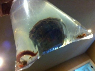 wow the worm.jpg