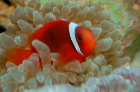 fish4.jpg