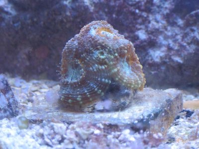 aqua orange crush.jpg