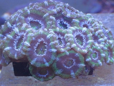 green acan colony.jpg