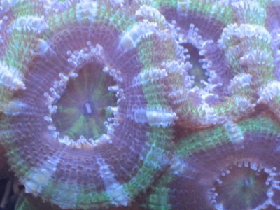 green acan.jpg