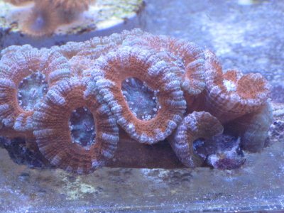 colony red blue frost.jpg