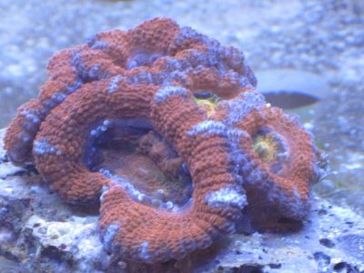 rainbow acan.jpg