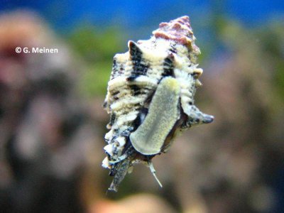 Muricodrupa fiscella (1).jpg