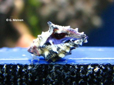 Muricodrupa fiscella (2).jpg