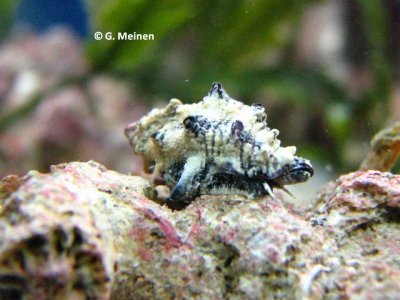 Muricodrupa fiscella (3).jpg