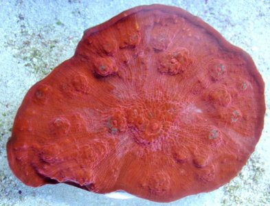 Blood Red Chalice $80.jpg