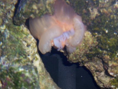 Saltwatertank 051.jpg