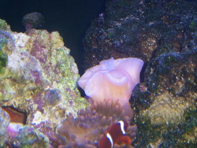 Saltwatertank 046.jpg