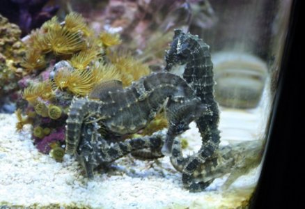 seahorses 001.JPG