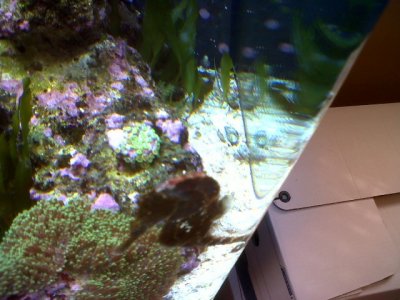 seahorse 2.jpg