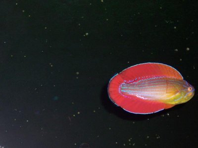 8 line flasher red sea (8).jpg