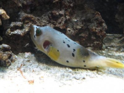 Puffer Gills 001.jpg