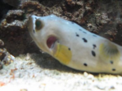 Puffer Gills 002.jpg