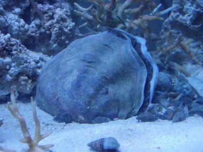 UnknownClam.JPG