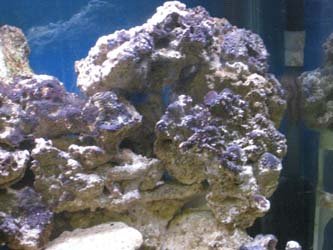 IMG_4029brown algea.jpg