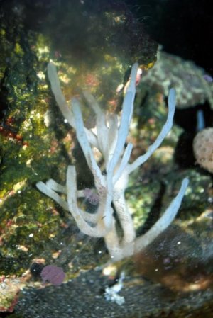 DSC_0002 (536 x 800).jpg