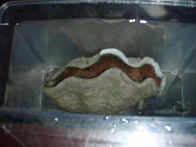 041911LargeClam.JPG