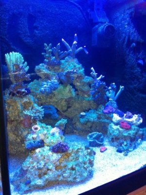 reefpic2.jpg