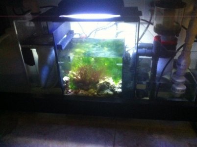 Refugium.jpg
