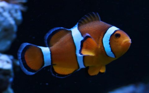 percula1.jpg