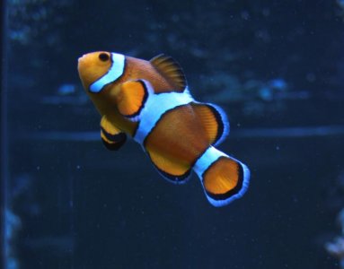 percula2.jpg