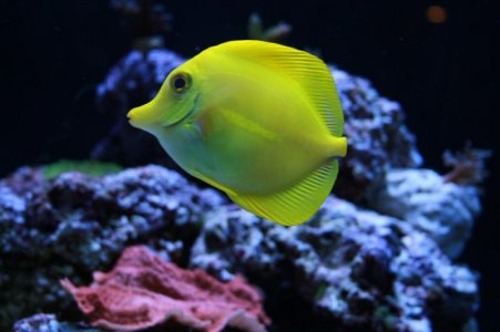yellow tang.jpg