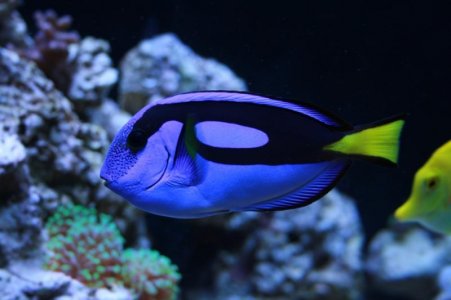 hippo tang.jpg