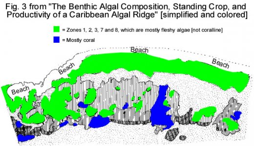 The Benthic Algal Composition, Standing Crop, and Productivity of a Caribbean Algal Ridge - Fig..jpg