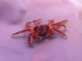 crab.jpg